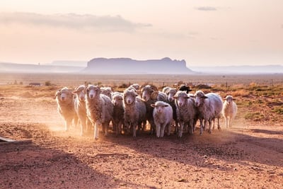 sheep_mesa.jpg