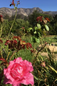 Pacifica Campus with Flowers