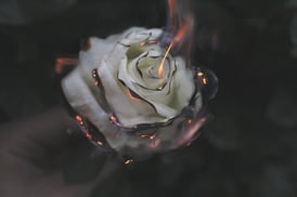 burning rose