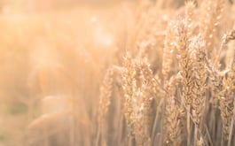 wheat field